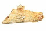 Eocene Fossil Primate (Necrolemur) Jaw Section - France #248696-1